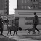 An image from a new Pedigree dog-food commercial that addresses race
YOUTUBE SCREENSHOT